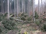 Nach Orkan Friederike - Zw. Dassel u. Erholungsheim  (28)